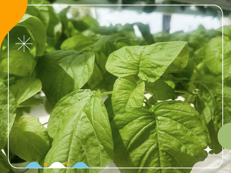 Hydroponics with Ola